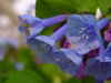 Blue Bells