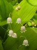 snowbells