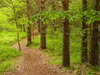 Wooded path