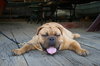 Hot Dog!