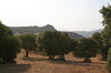 Olive grove