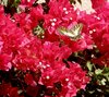 butterfly 3