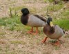 mallard in winter sardinia 1