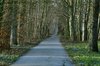 forrest lane