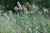 Teasel