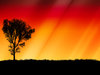 tree ...