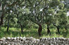 Cork oaks