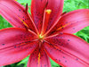 Lily