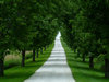 White Stone Path