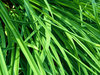 Tall grass