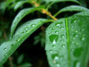 Summer Rain