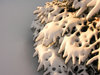 Morning Snow