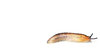 Slug