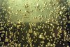 Champagne Gold