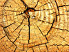 Wood Grain