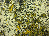Asphalt Art