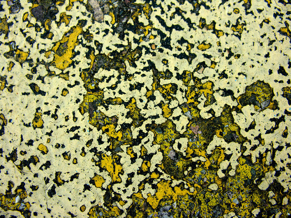 Asphalt Art: This was a cool texture that I saw created by several layers of old     painted lines on a local street, years of traffic had worn away the paint.