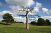 Dead tree