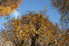 Lime trees in autumn
