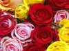 roses.