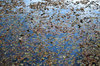 Fallen leaves