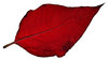 Poinsettia Leaf 2