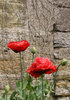 Poppies