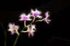 Fractal Flowers