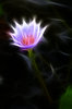 Fractal Flowers