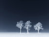 Blue trees