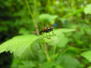 Fly