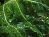 Wet vegetable.