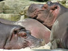 hippopotamus