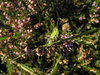 grasshopper