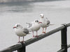 3 seagulls