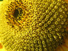 sunflower close-up