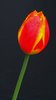 tulip in the rain
