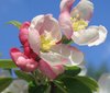 apple blossom