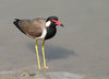 Red Wattled Lapwing