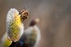 Bee on a flower