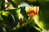flower in the sun