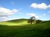 Dawn in Livermore