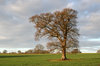 Winter oak