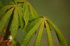 Green leaves
