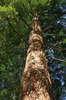 Redwood