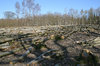 Felled woodland
