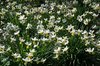 Daffodil cultivar