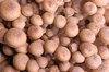 Buna Shimeji Mushrooms
