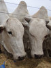 Cattle