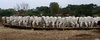 Cattle